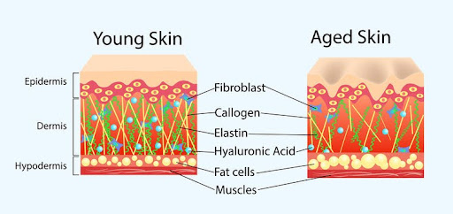 young skin aged skin