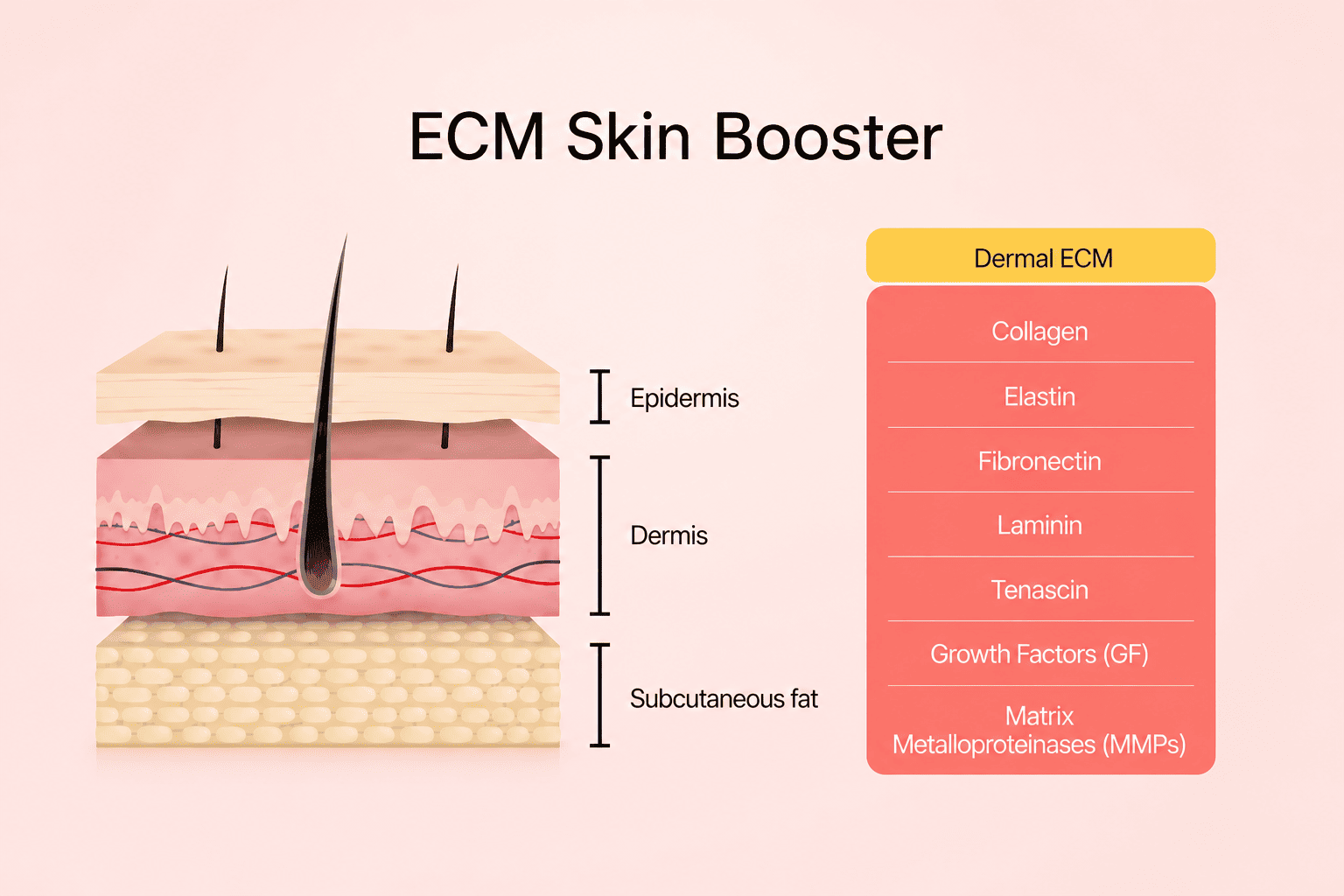 Diagram showing the dermal ECM components targeted by ECM skin booster — collagen, elastin, fibronectin, laminin, tenascin, growth factors