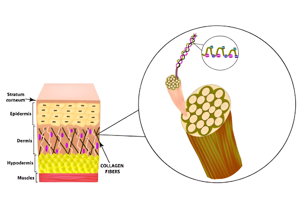 skin lightening illustration